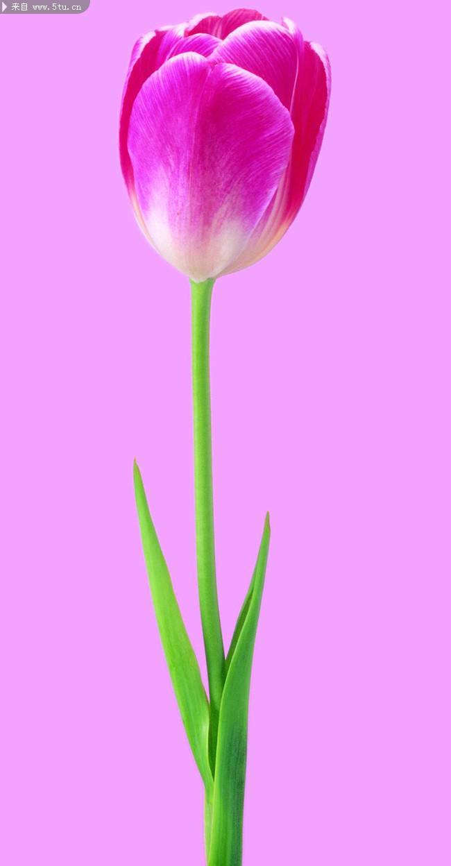 超清紫红郁金香背景图片