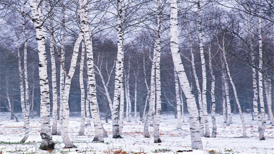 冬季唯美护眼雪景电脑桌面壁纸