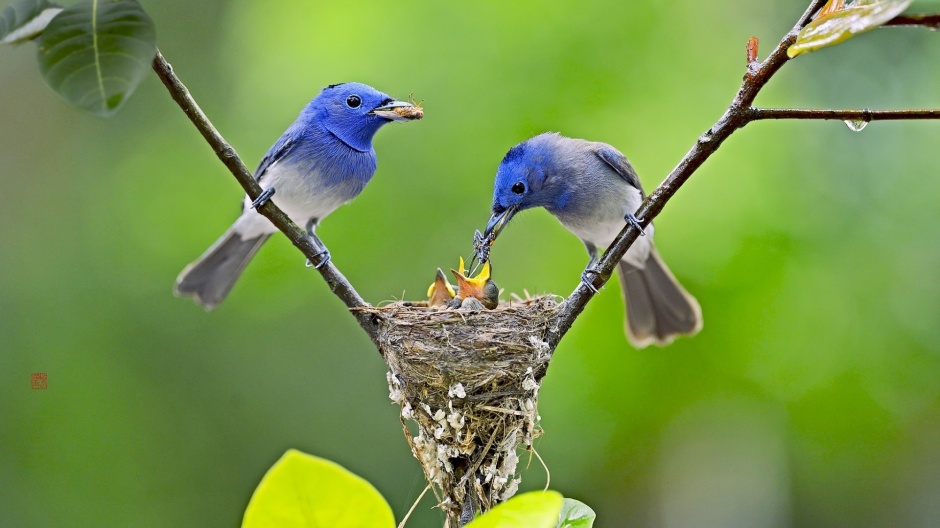 树枝上喂食的蓝色翠鸟壁纸