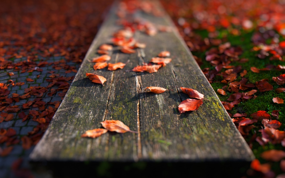 唯美的秋风落叶高清壁纸
