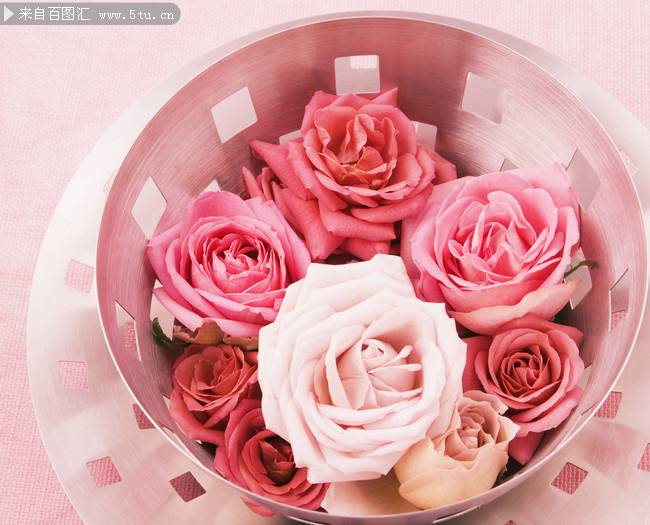唯美的粉玫瑰鲜花背景图片