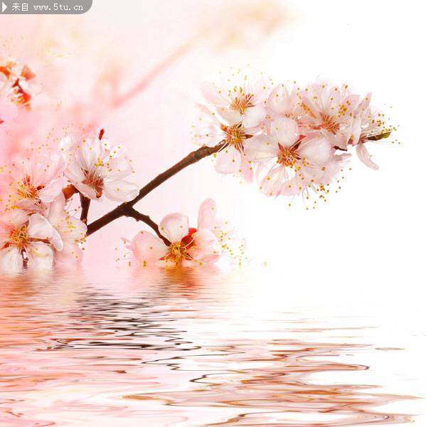 水粉色彩桃花倒影背景图片
