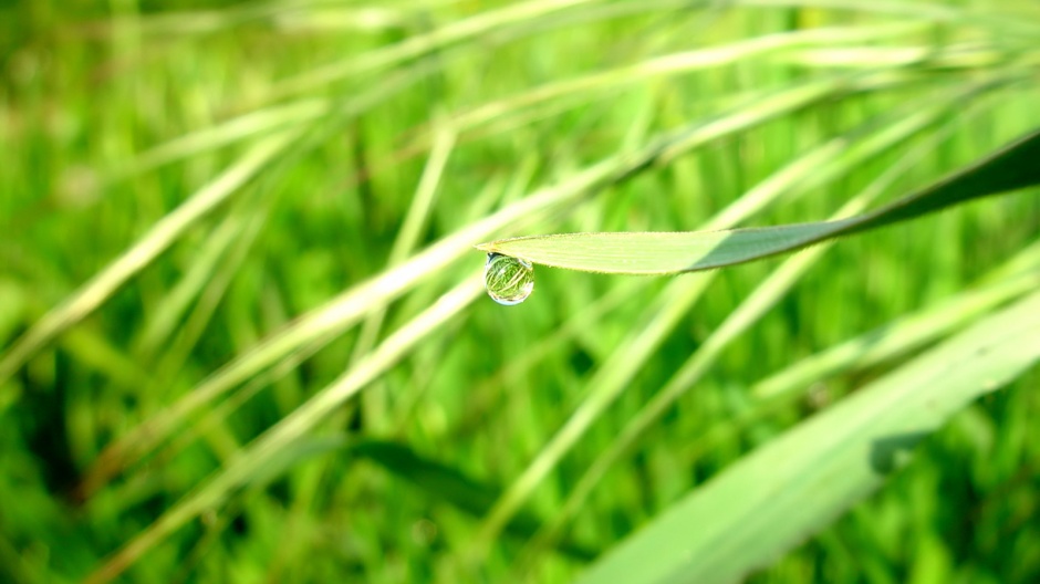 超高清护眼绿色植物晶莹水滴壁纸