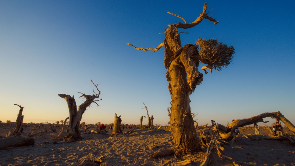 沙漠中的日出风景壁纸
