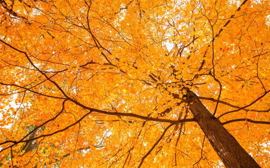 秋天的树叶唯美意境高清壁纸