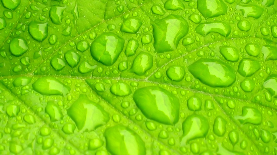 超高清护眼绿色植物晶莹水滴壁纸