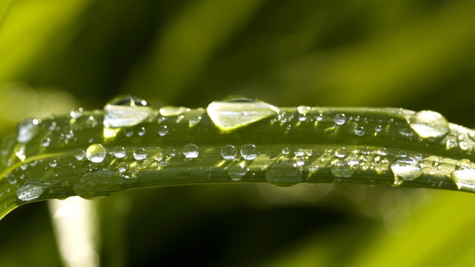 超高清护眼绿色植物晶莹水滴壁纸