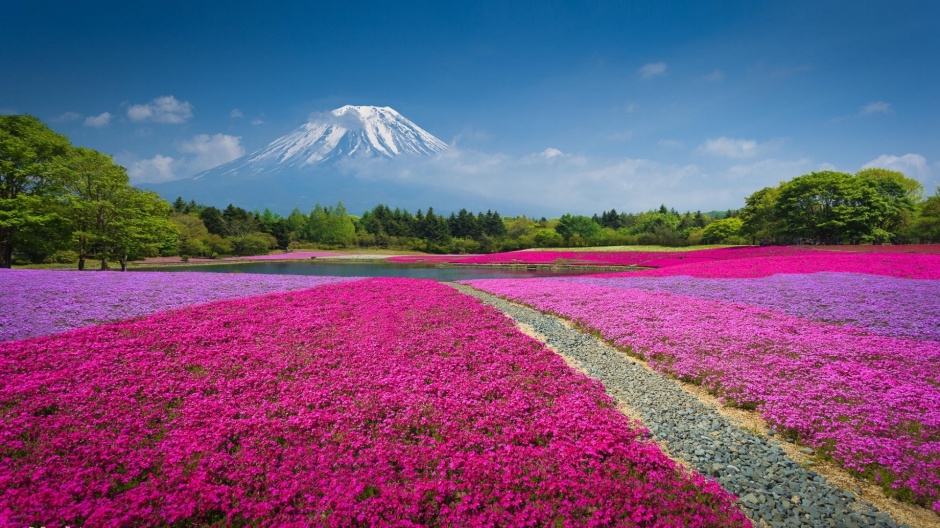 日本富士山浪漫唯美花海壁纸