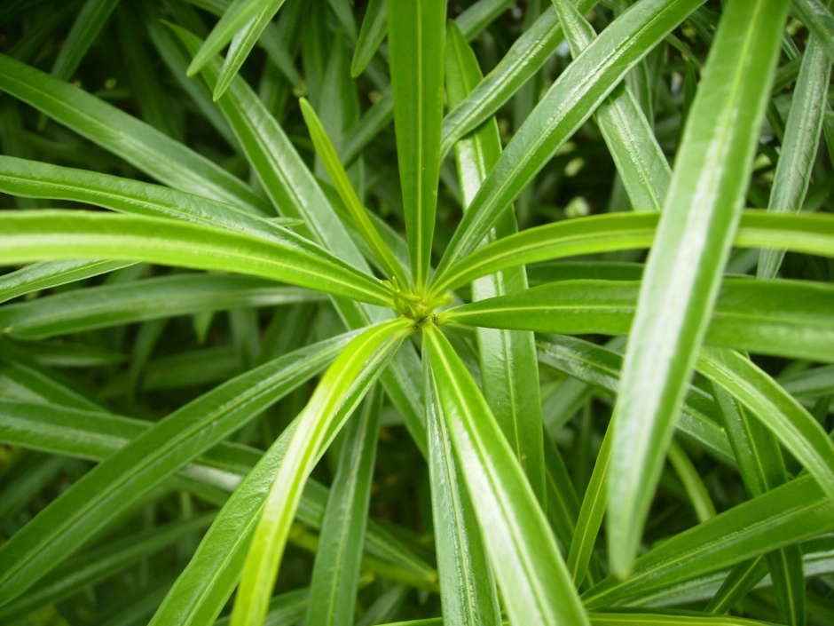 最新绿色植物背景高清图片