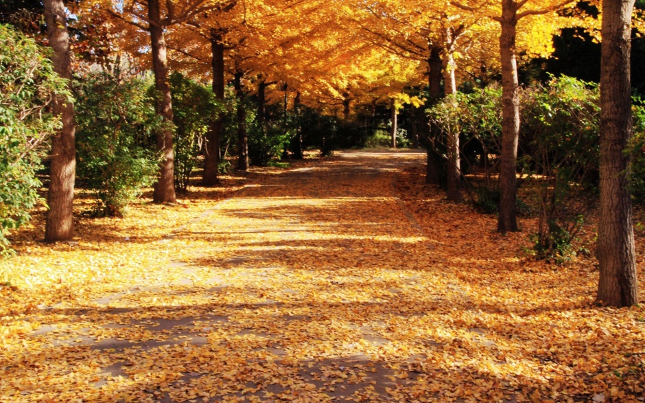 秋天的唯美枫叶风景壁纸