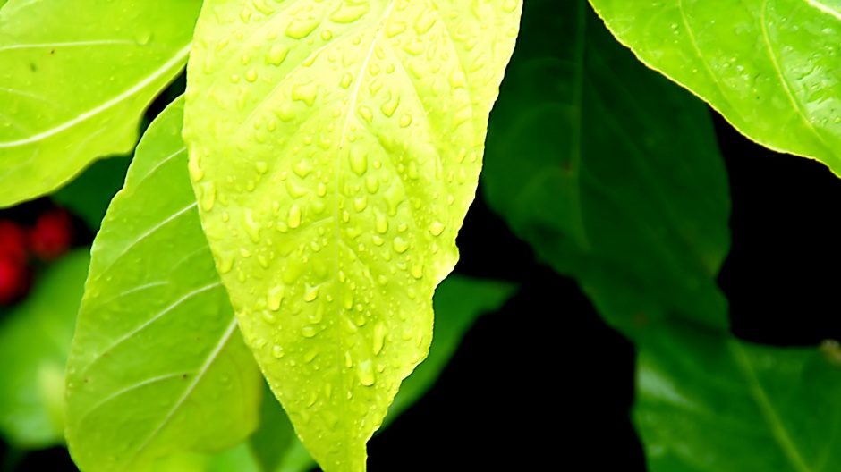 超高清护眼绿色植物晶莹水滴壁纸