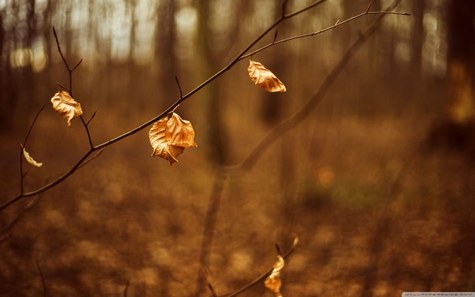 浪漫秋天树林落叶风景图片