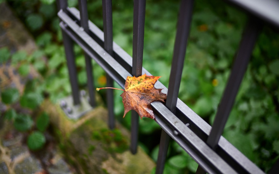 唯美金黄秋天落叶意境壁纸