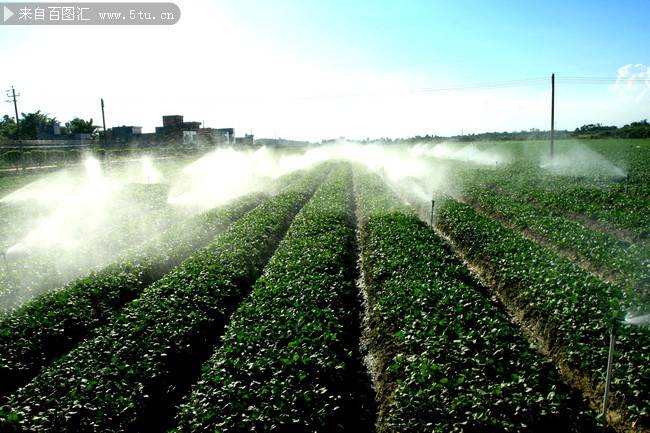 绿色清新茶园摄影图片