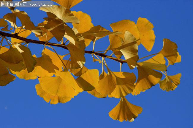 秋天的银杏树叶唯美图片