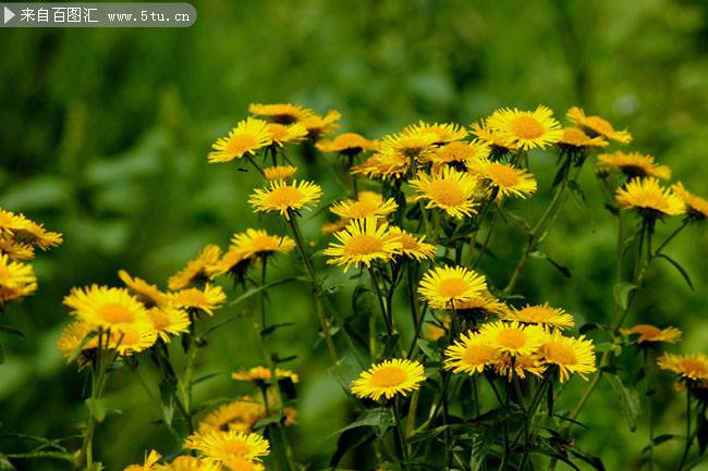 怒放的黄色野菊花图片