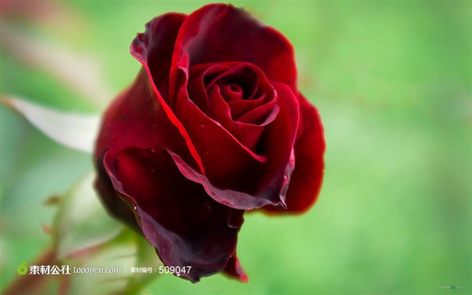 唯美红玫瑰花背景素材