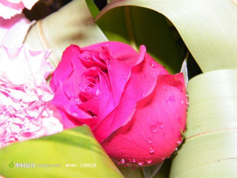 超漂亮的玫瑰花高清摄影图片