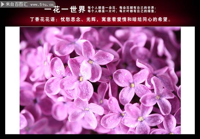 淡紫色的5瓣丁香花图片