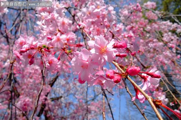 粉色樱花树唯美图片
