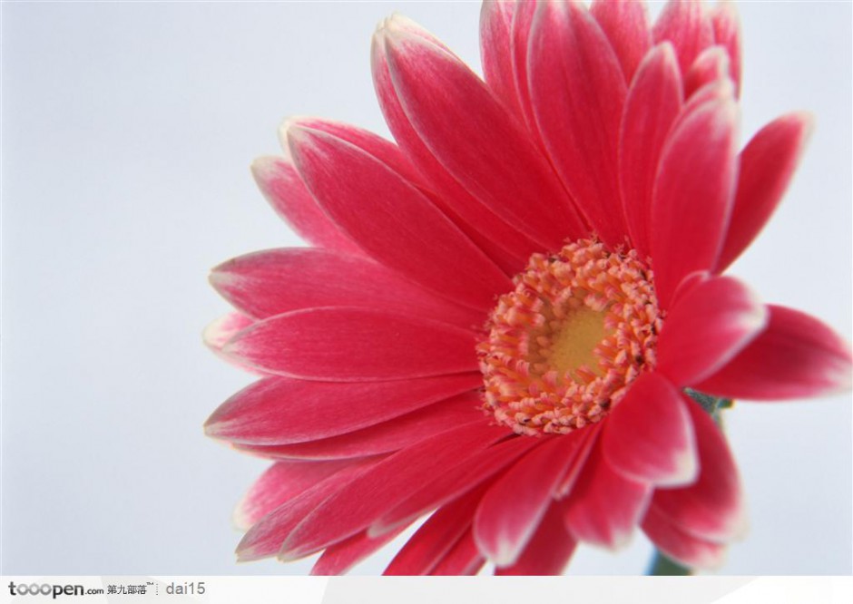 一朵俏丽的粉色非洲菊图片
