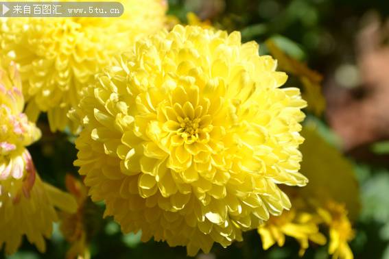 绽放的黄色菊花图片