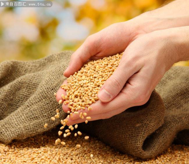 秋天成熟的麦子图片