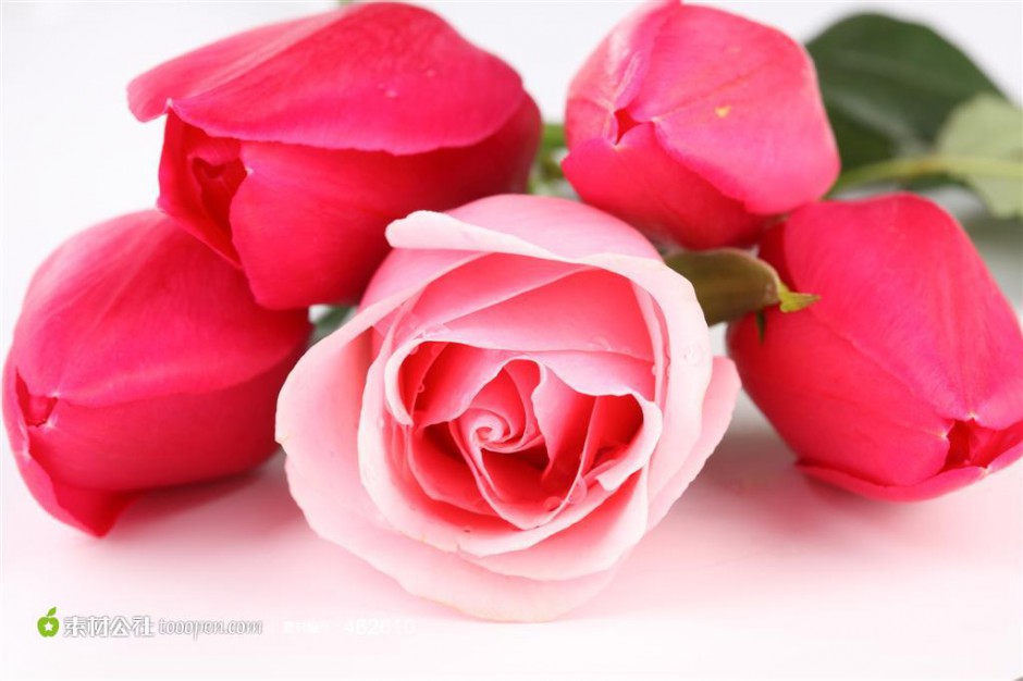 高清好看的唯美玫瑰花图片