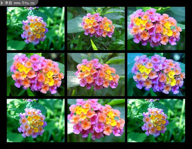 美丽的七彩缤纷花朵图片