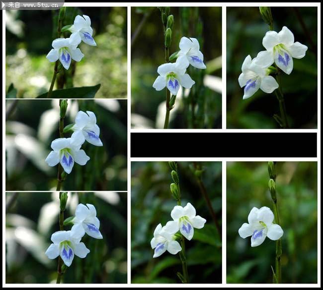 素雅清新的紫白色兰花图片