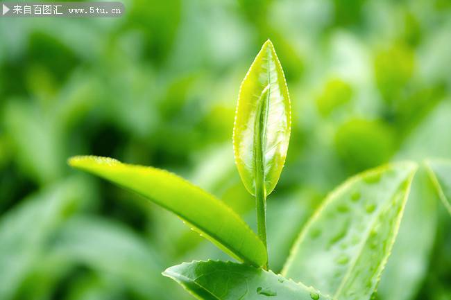 春天的绿色茶叶图片素材