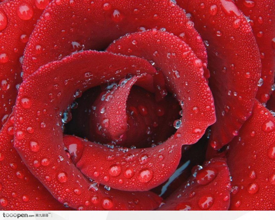 唯美水滴玫瑰花背景特写图片