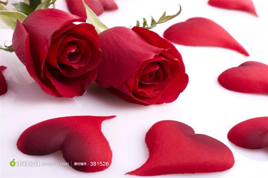 浪漫娇艳的红玫瑰花图片