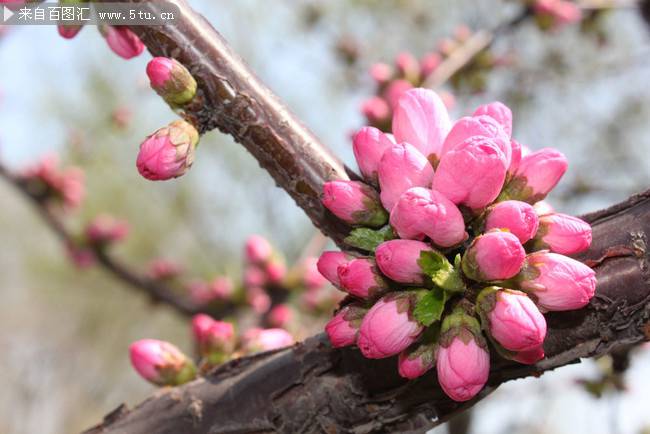 春天含苞待放的桃花图片