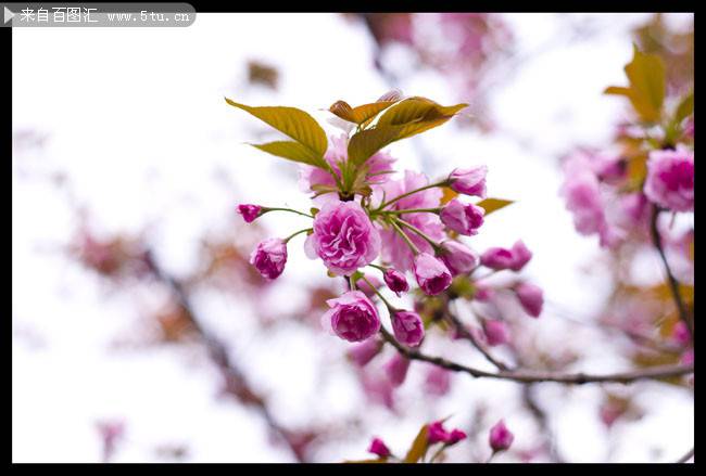 春日粉色樱花背景图片