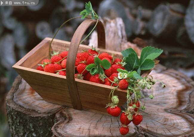 红彤彤的草莓水果图片