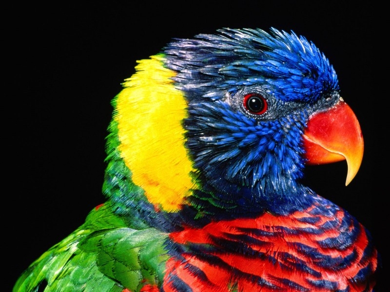鹦鹉犬图片 可爱的3D鹦鹉图片