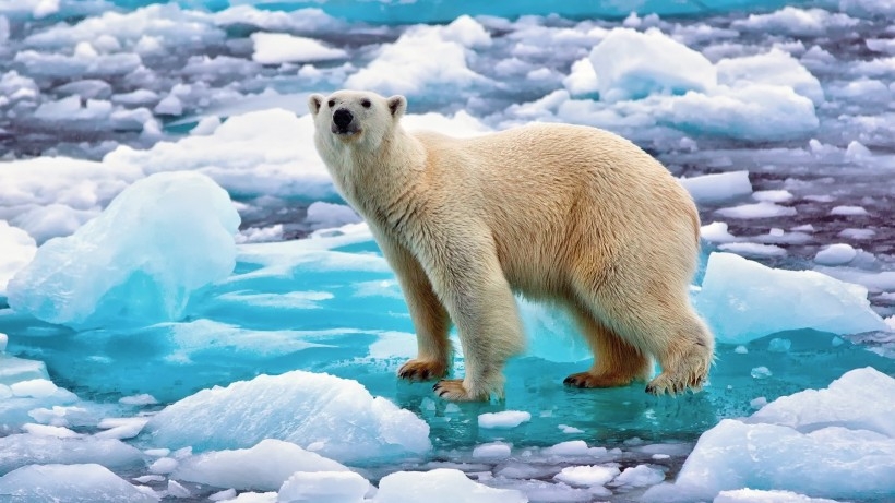 北极熊图片 憨态可掬的北极熊图片