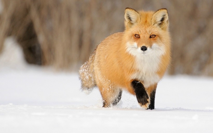 银狐狸图片 野外狐狸图片