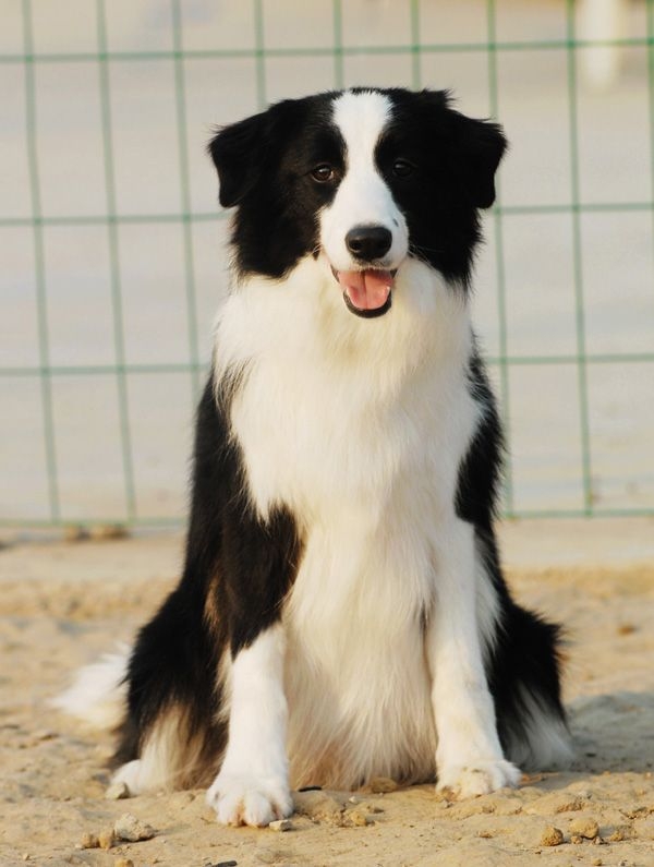 小边境牧羊犬图片 边境牧羊犬图片