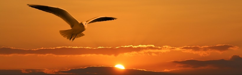 海鸥图片 文静的海鸥图片