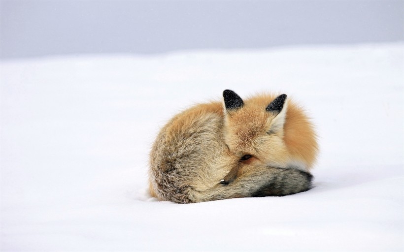 狐狸图片 高清纯白色北极狐狸图片