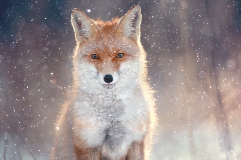 蓝狐狸图片 妩媚狐狸图片