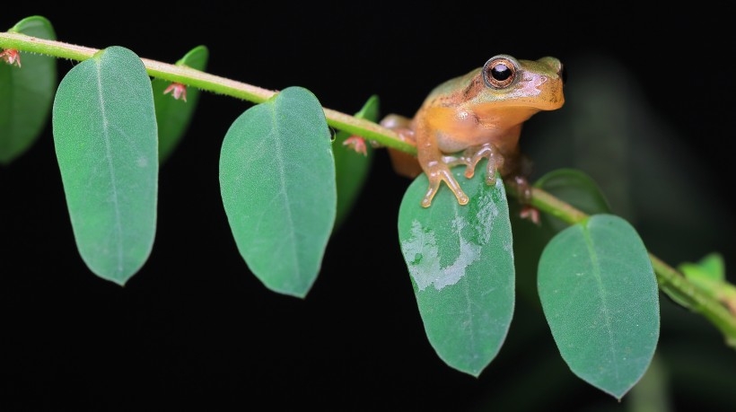 中华犬图片 中华剑角蝗图片