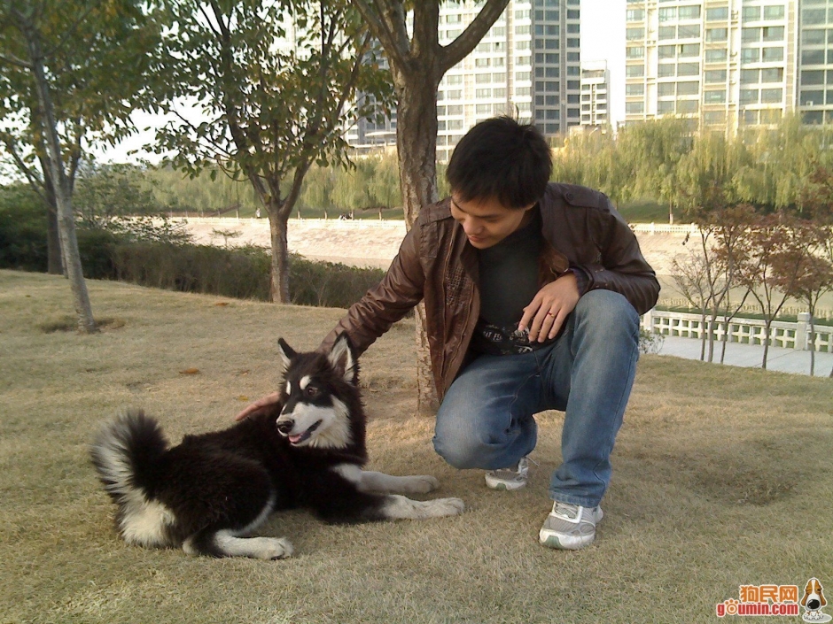 小雪橇犬图片 西伯利亚雪橇犬图片