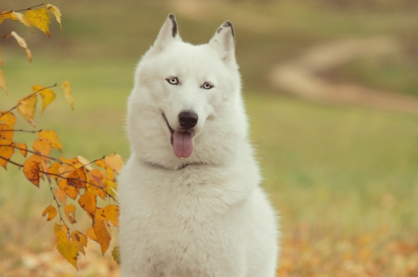 小雪橇犬图片 西伯利亚雪橇犬图片