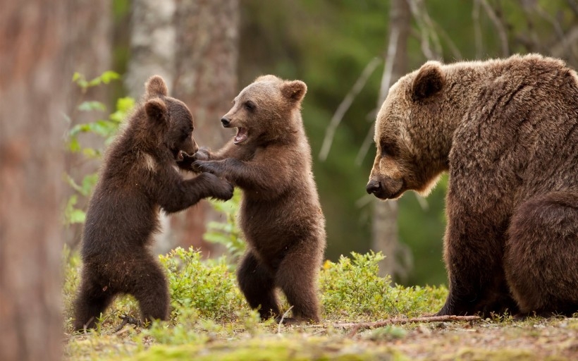 棕熊犬图片 森林中的棕熊图片