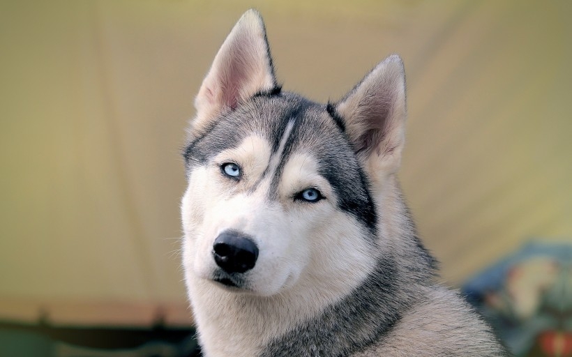 小雪橇犬图片 西伯利亚雪橇犬图片