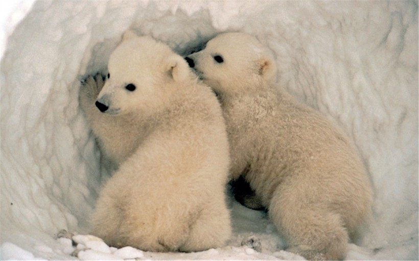 萌北极熊图片 北极熊图片
