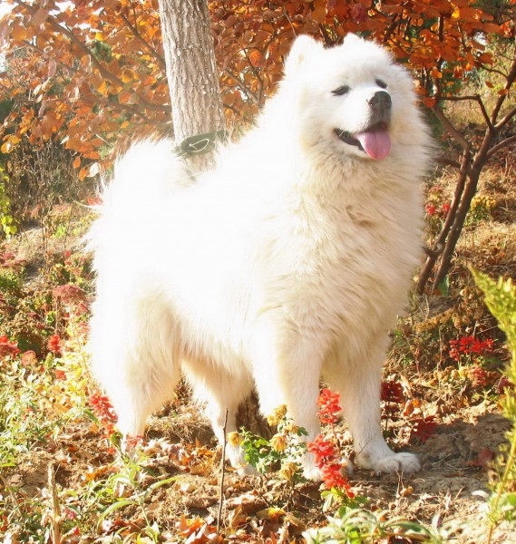 小萨摩犬图片 可爱的萨摩耶犬图片